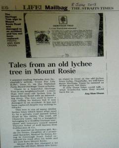 old lychee tree newspaper